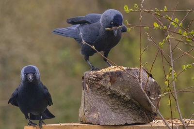 Close-up of crow perching on wood