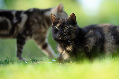 Cat looking away