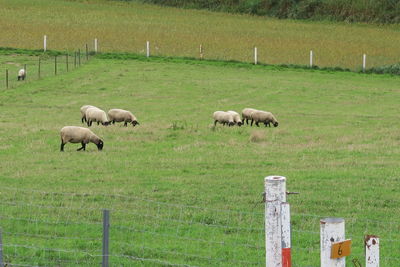 Sheep grazing in a field