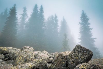 Scenic view of rocks in forest against sky