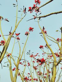 Low angle view of fresh flowers against clear sky