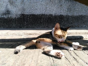 High angle portrait of cat lying on floor