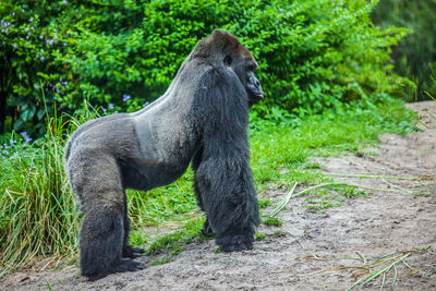 Side view of a monkey