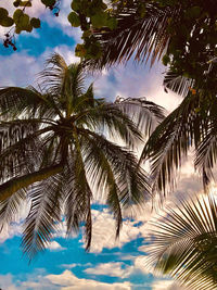 Low angle view of palm trees against sky