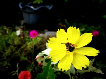 Close-up of bee on yellow flower