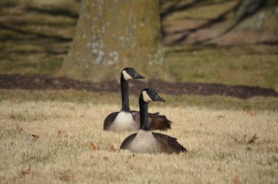 Birds perching on grassy field