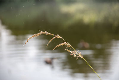 Close-up of dry leaf on grass during winter