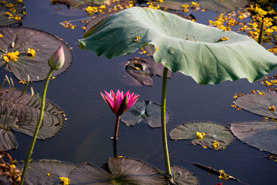 Close-up of pink lotus water lily in lake