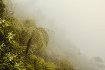 Scenic view of tree in foggy weather against sky