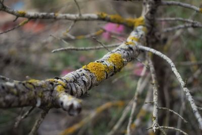 Close up of branch