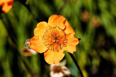 Close-up of orange flower