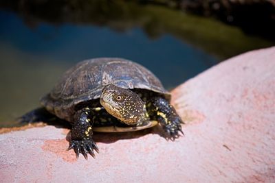 Close-up of a turtle