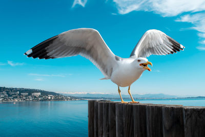 Seagull flying over sea against sky