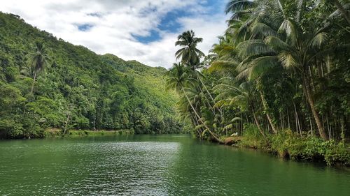 Scenic view of palm trees by plants against sky