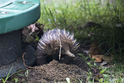 High angle view of a reptile on a field