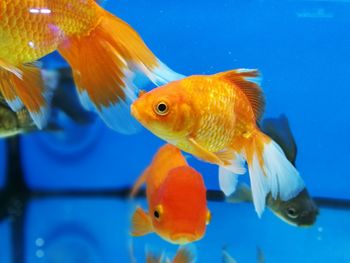 Close-up of fish swimming in aquarium