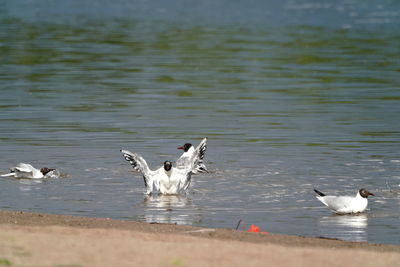 Seagulls flying over lake