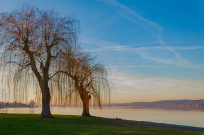 Bare trees by lake against sky