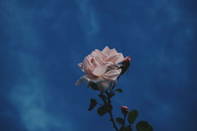 Close-up of pink flower against blue sky