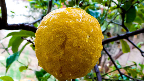 Close-up of orange fruit on tree