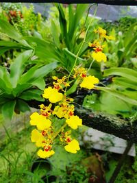 Close-up of yellow flowering plant