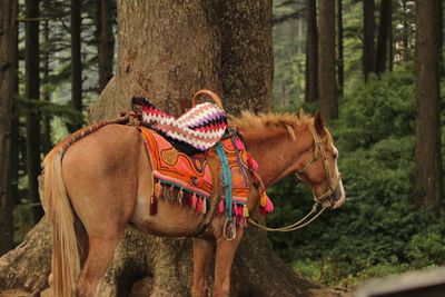 Horse standing by tree trunk