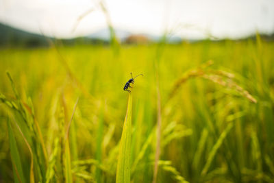 Close-up of insect on plant