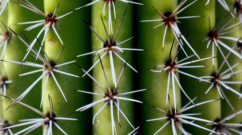 Full frame shot of succulent plant