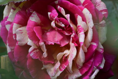 Close-up of pink rose bouquet