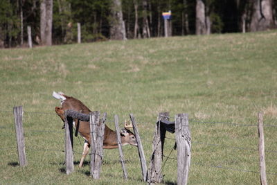 Wooden post on grassy field