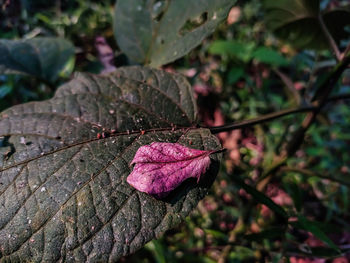 A small old pink leaf fall on a wild big leaf in the jangle when sunlight lighted this jangle.