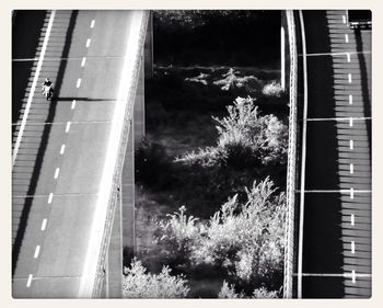 Trees on roadside