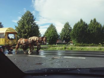 Horses on road by trees against sky