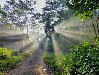 Road amidst trees on field