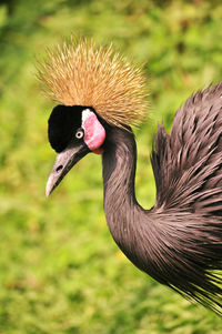 Close-up of a bird