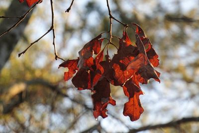 Close-up of maple leaves on tree