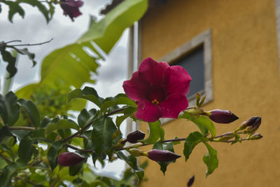 Close-up of pink flowering plant