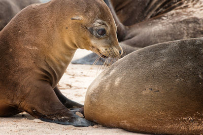 High angle view of sea lion