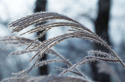 Close-up of frozen plant