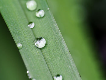 Close-up of water drops on leaf