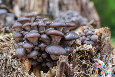 Close-up of oyster mushroom