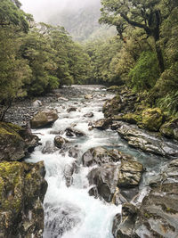 River flowing through forest