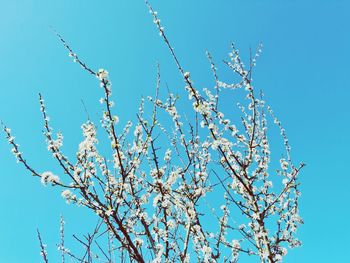 Low angle view of cherry blossom against blue sky