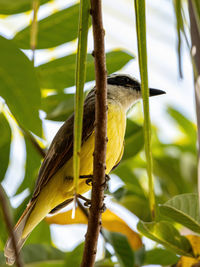 Close-up of bird perching on branch