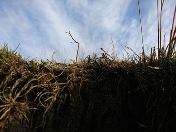 Close-up of corn field against sky