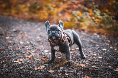 Portrait of a dog