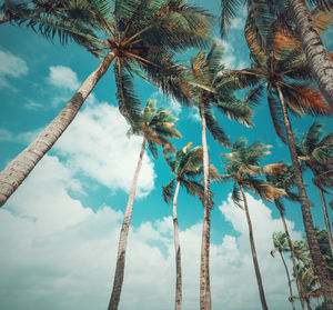 Low angle view of coconut palm trees against sky