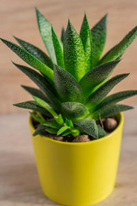 Close up of aloe vera plant in yellow ceramic pot, houseplant, domestic gardening.