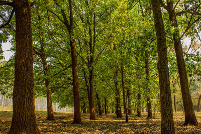 Trees growing on field in forest