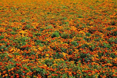 Full frame shot of flowering plants on field